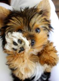 the friendly fur top 10 best hypoallergenic dog breeds hypoallergenic dog breed yorkie puppy terrier puppies