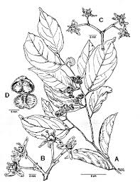 Image result for Celastraceae