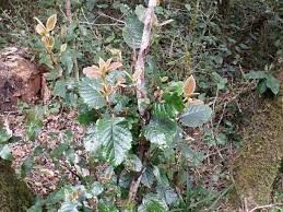 Image result for Curtisia dentata
