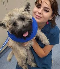 Meet Our Team-Sorrento Animal Hospital