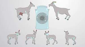 The introduction of a transgene, in a process known as transgenesis, has the potential to change the phenotype of an organism. Transgenic Organisms Protocol