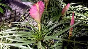 Trouvez des images de epiphyte plant. Rose Quill Tillandsia Cyanea Plante Epiphyte Cultive Comme Plante Ornementale Avec Des Feuilles Recourbees Lineaires Et Paddle En Forme De Pic Des Bractees Roses A Travers Laquelle Fleurs Violettes Se Degagent Banque