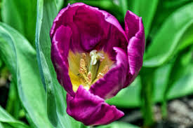 Tulipa 'Purple Prince'
