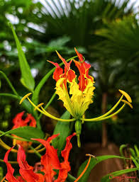 Image result for Gloriosa superba