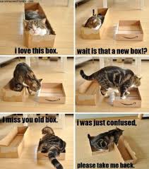 Cats And Boxes Cats Cute Animals Crazy Cats