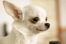 The final verdict on when do chihuahua puppies open their eyes is that it takes 10 to 14 days for a chihuahua to open his/her eyes. 10 Most Amazing Things About Chihuahua Dogs Chihuahua Facts