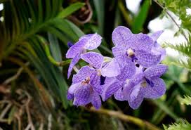 Image result for Vanda coerulea