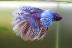 Breeding siamese fighting fish, or bettas, is a wonderful hobby. Betta King Koi And Goldfish
