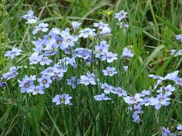 Image result for Sisyrinchium