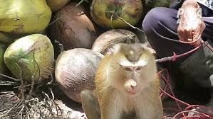 See full list on wafflesatnoon.com Monkeys Chained Abused For Coconut Milk Peta