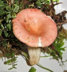 Image result for Russula flavida