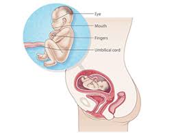20 Weeks Pregnant Raising Children Network