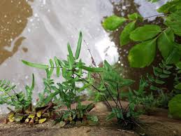 Image result for Pellaea angulosa