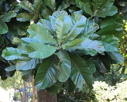 Image result for Chrysophyllum