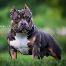 American Bully Black Pitbull Dog Price How Much Does An American Bully Cost Bully King Magazine American Bulldog Puppies Bulldog Puppies American Bully