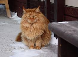griva u mejn kuna mejn kun ryzhie koshki kotyata