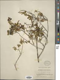 Image result for Tinnea aethiopica