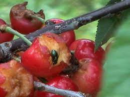 Other types of flowering cherries are also susceptible to this. Pests And Diseases That Plague Cherries Diy
