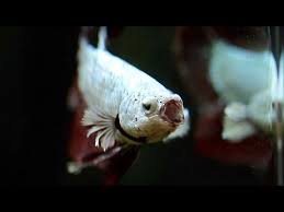 Cute Betta Fish Burping Bubbles And Yawning Compilation Youtube