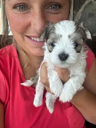 J&O Puppies Small Dog...