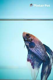 Inilah 9 Ikan Cupang Termahal Di Dunia Seharga Satu Motor Di 2021 Ikan Cupang Ikan Dunia