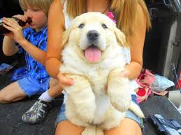 Find your new companion at nextdaypets.com. Dogs Golden Retriever Puppies Pets And Animals For Sale Tampa Fl
