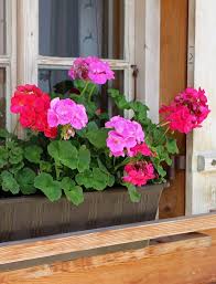 It is very cost effective to grow flowers from seeds, as you will have more plants than if you bought seedlings. Top 10 Easiest Flowers To Grow Infographic The Whoot