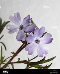 Image result for Polemoniaceae