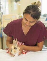 If you can afford it, we highly recommend that you look into getting pet insurance for your rabbit. Broken Front Leg In A Rabbit