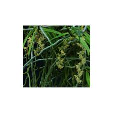 Image result for Rhipidoglossum