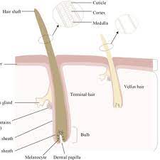 For a helpful visual, think of the hair follicle as a vase and the hair as the stem of a flower. Schematic Diagram Of Skin Layers Containing Terminal And Vellus Hair Download Scientific Diagram