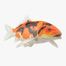 Koi Fish 3d Model Ad Koi Fish Model Koi Fish Fish Model Koi