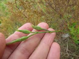 Image result for Turbina longiflora