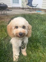 Winston got his first puppy groom yesterday. I still have to get used to  this cut😂❤️ #4monthsold