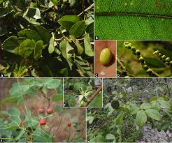 Image result for Copaifera