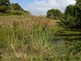 Image result for Cyperus alopecuroides