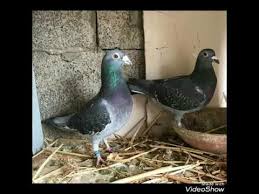 top 20 youtube 20th bird pigeon