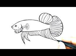 Sejatinya ikan cupang mempunyai 2 jenis bentuk yaitu ikan cupang slayer yang biasa di sebut dengan ikan cupang halfmoon dan ikan cupang penyakit ikan cupang yang paling sering terjadi ialah jamur. Mudah Cara Menggambar Ikan Cupang Betta Youtube