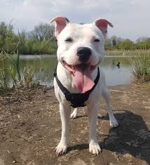 Check spelling or type a new query. The Truth About The White Pitbull An In Depth Guide