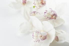 白色和紫色的蘭花花 hd flowers flower pictures flower wallpaper