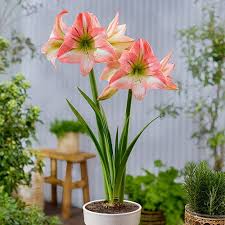 Image result for Hippeastrum