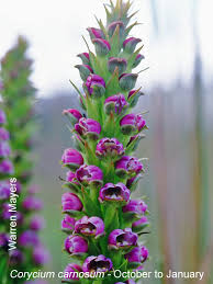 Image result for Corycium