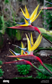 Image result for Strelitziaceae