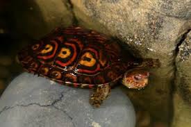 Central American Ornate Wood Turtle Wood Turtle Turtle Freshwater Turtles