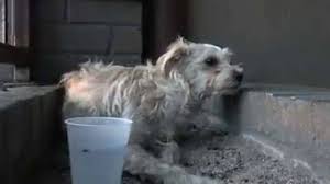 Signora si fa scopare dal cane : Il Cane Pauroso A Causa Degli Umani La Sua Rivincita Arriva A Sorpresa