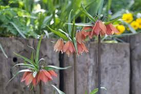 Image result for Gardenia imperialis