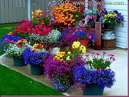 We did not find results for: Gorgeous Container Flowers Container Flowers Flower Pots Container Gardening