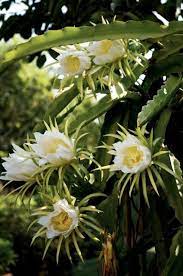 Pin On Natures Beauty