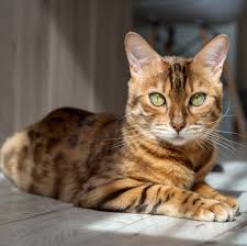 Image result for adorable cat