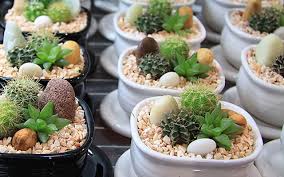 รวมสวนถาดสวย ๆ ไว้เพื่อมาเป็นแนวทาง ในการจัดสวนถาดหลังบ้าน ด้วยตนเอง